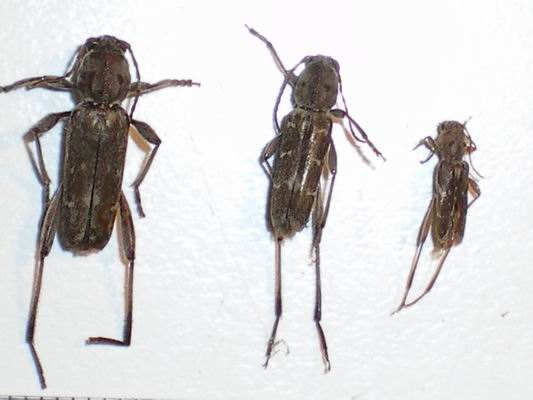 Tra la legna del camino:  Xylotrechus stebbingi (Cerambycidae)